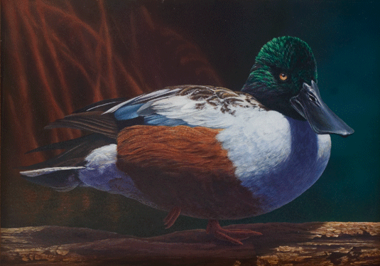 Northern Shoveler