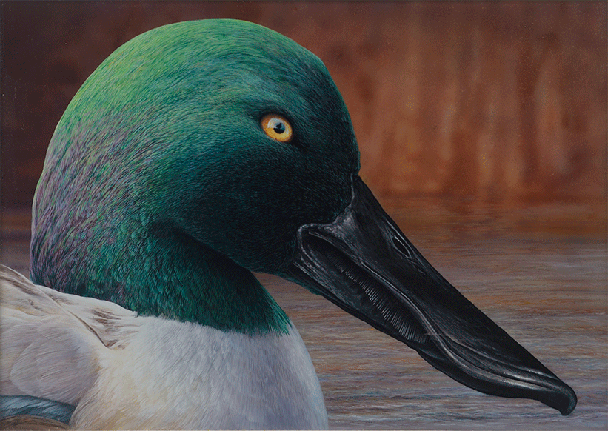 Northern Shoveler