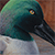 Northern Shoveler