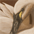 swan crop