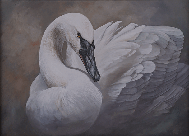 Tundra Swan