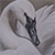Trumpeter Swan