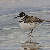 Winter Killdeer Watercolor Painting