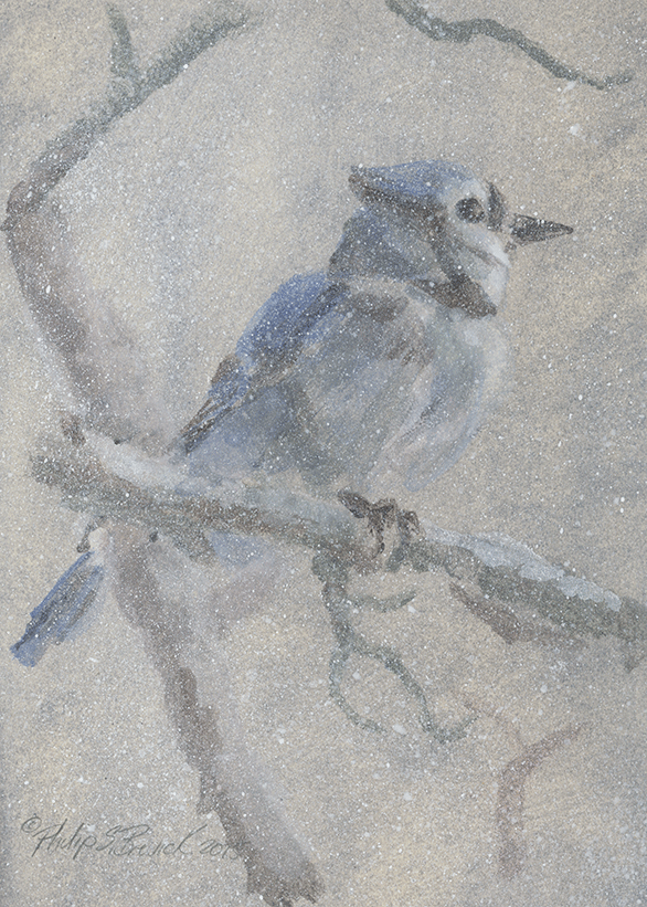 Winter Bluejay