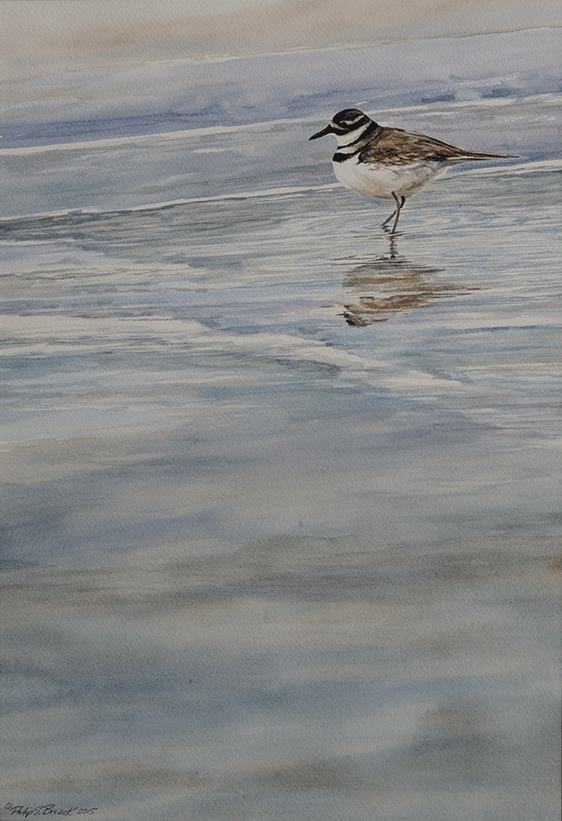 Winter Killdeer Watercolor Painting