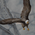 Winter's Arrival Eagle