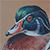 woodduck