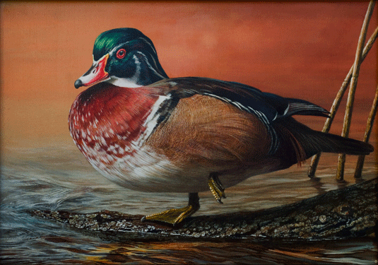 Woodduck